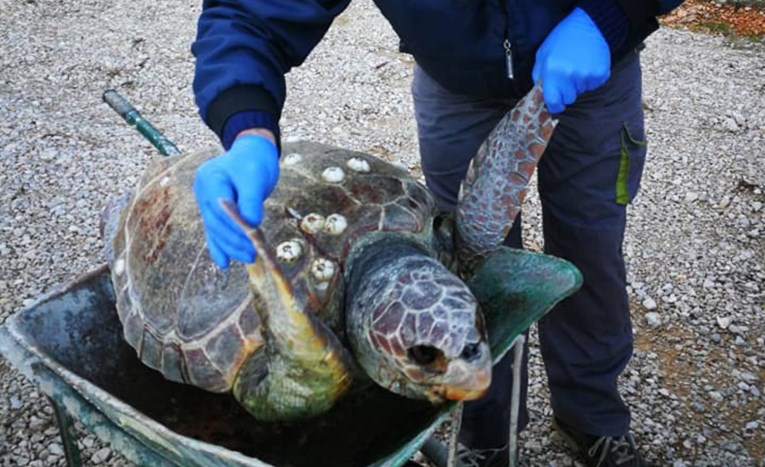 FOTO Na Krku se nasukala uginula glavata želva. Saznali smo što se dogodilo